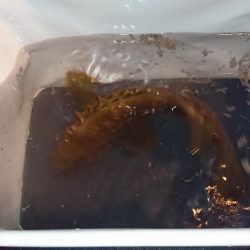 手返し良くアコウを狙う!