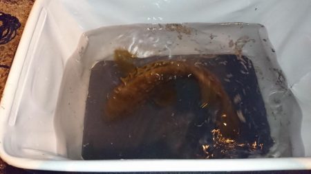 手返し良くアコウを狙う!