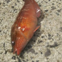 遠賀川河口キス調査＆若松小物調査