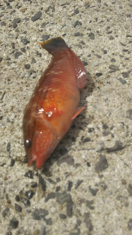 遠賀川河口キス調査＆若松小物調査