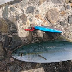 今年初青物も小さい小さい小ブリちゃん