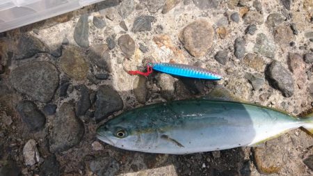 今年初青物も小さい小さい小ブリちゃん