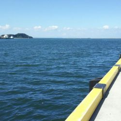 【苅田港】シーバス調査