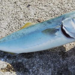 南が来てたら北も来るやろ！