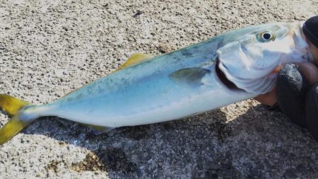 南が来てたら北も来るやろ！