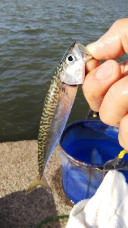 強風で流されてきたのかな？