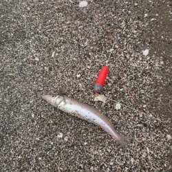 エギング&キス釣り