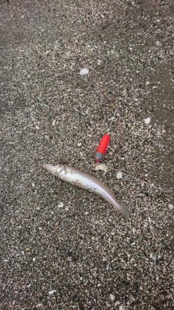 エギング&キス釣り