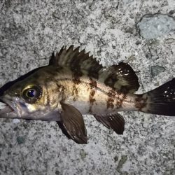 谷八木でメバリング?