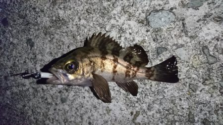 谷八木でメバリング?