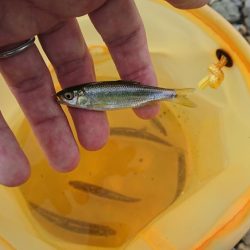 明石川・小物釣り