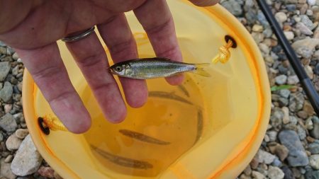 明石川・小物釣り