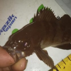 ずぶ濡れアジング