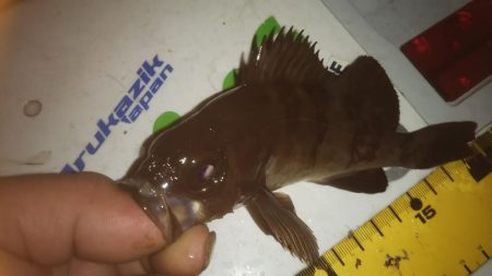 ずぶ濡れアジング