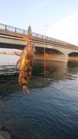 チニングのはずが・・・