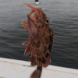 ガッシー&ツバス