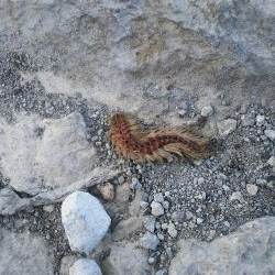 日没後　アジ釣れた