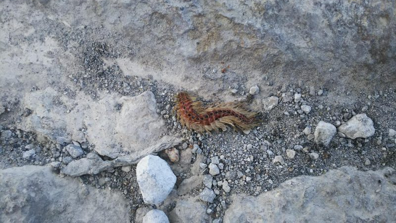 日没後　アジ釣れた