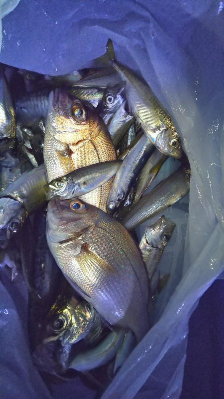 豆アジ　ハイシーズン突入？