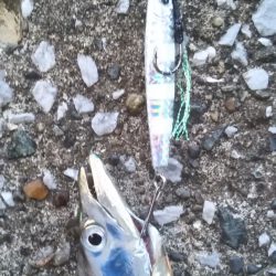 タチウオ狙いも想定外の高級魚！しかも重量級がっ！