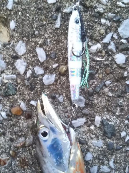 タチウオ狙いも想定外の高級魚！しかも重量級がっ！