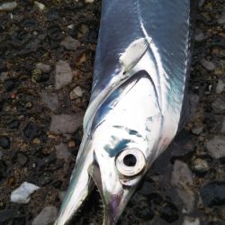 朝夕のマズメにタチウオジギング