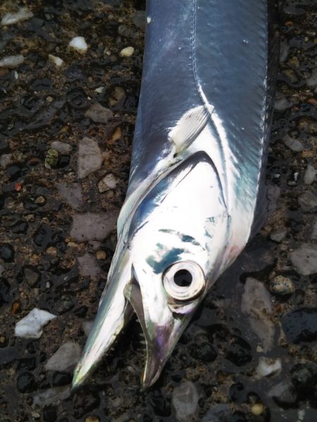 朝夕のマズメにタチウオジギング