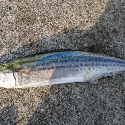 まさかの高級魚