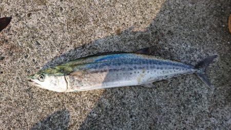 まさかの高級魚