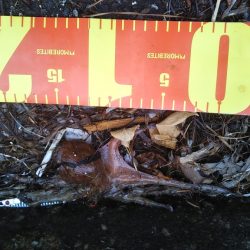 渋いのは自分だけ……夕マズメ