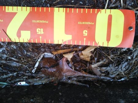 渋いのは自分だけ……夕マズメ