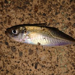 相変わらずのチビ