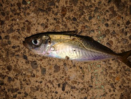 相変わらずのチビ