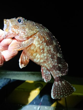 今期の記録更新