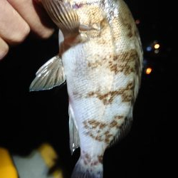 相変わらずのチビ