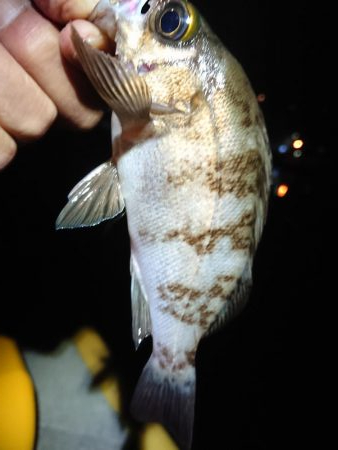 相変わらずのチビ