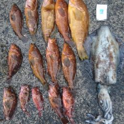 初ロックフィッシュ