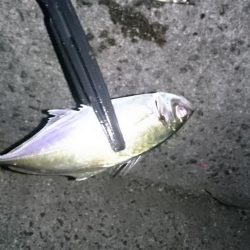 アジ！アジ！アジー！