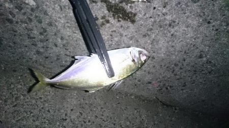 アジ！アジ！アジー！