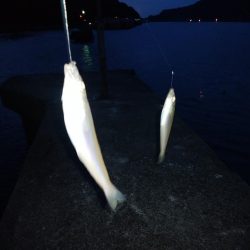 津居山港小島岩壁のキス情報