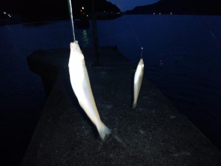 津居山港小島岩壁のキス情報