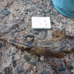 播磨新島のキス情報