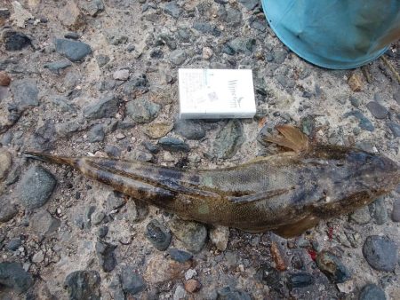 播磨新島のキス情報