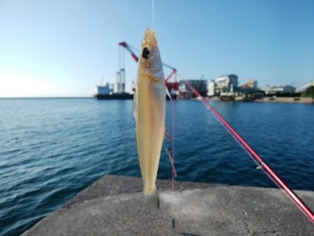 志筑周辺でキス狙い