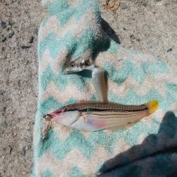 境水道でキス爆釣