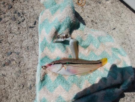 境水道でキス爆釣