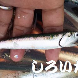 カタクチイワシとツバスなど、他にもいろいろ釣れました。