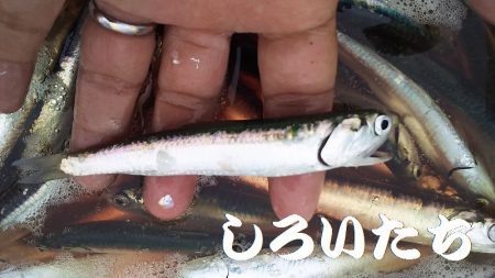 カタクチイワシとツバスなど、他にもいろいろ釣れました。