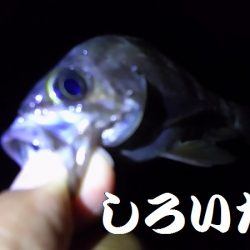 ガシラとメバル。