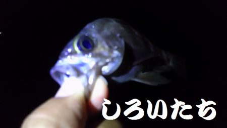 ガシラとメバル。